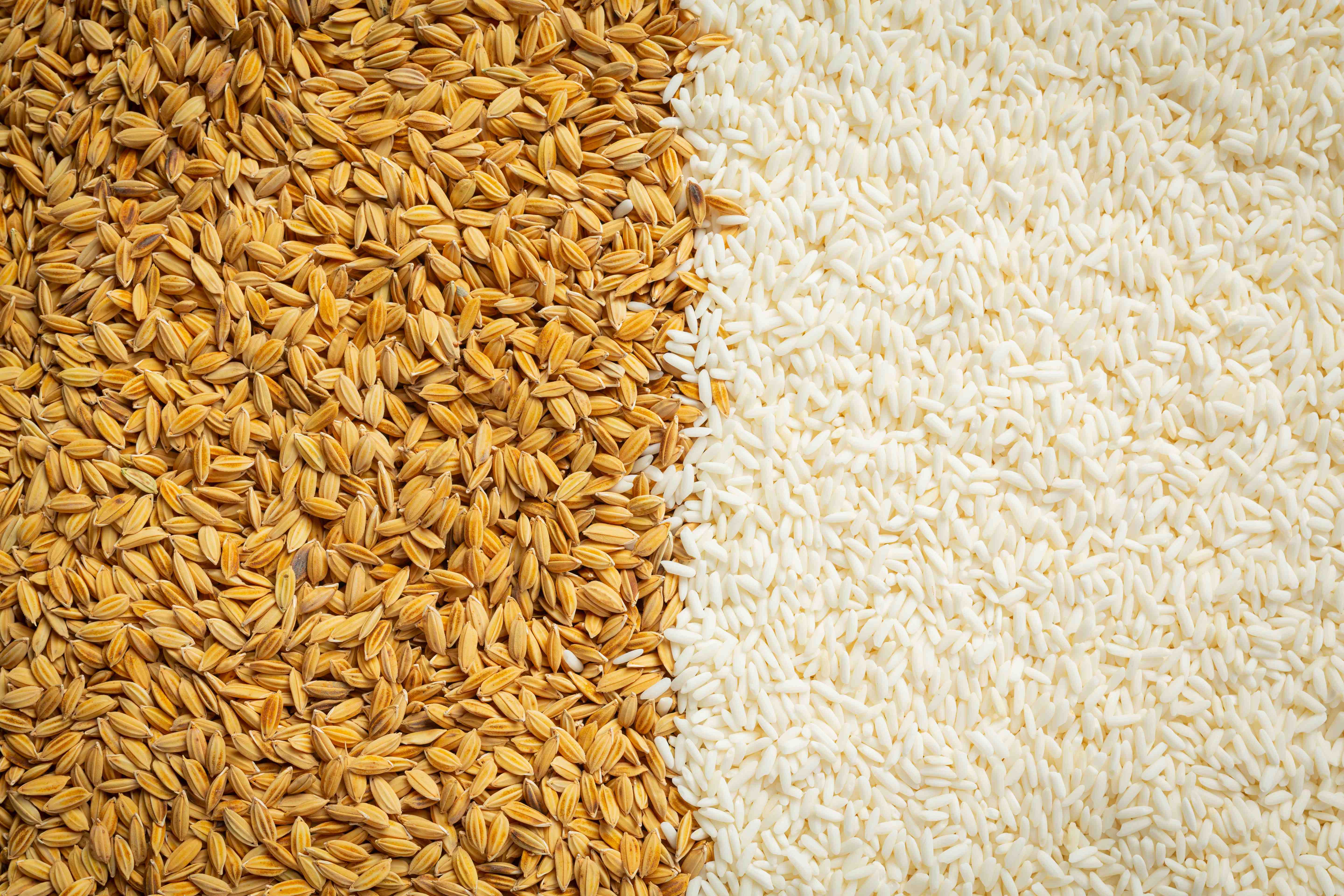 Rice